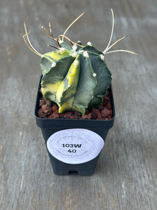 Astrophytum Capricorne Variegated (103W40) cactus in a pot, showcasing its unique variegated pattern, ideal for exotic houseplant enthusiasts and collectors.