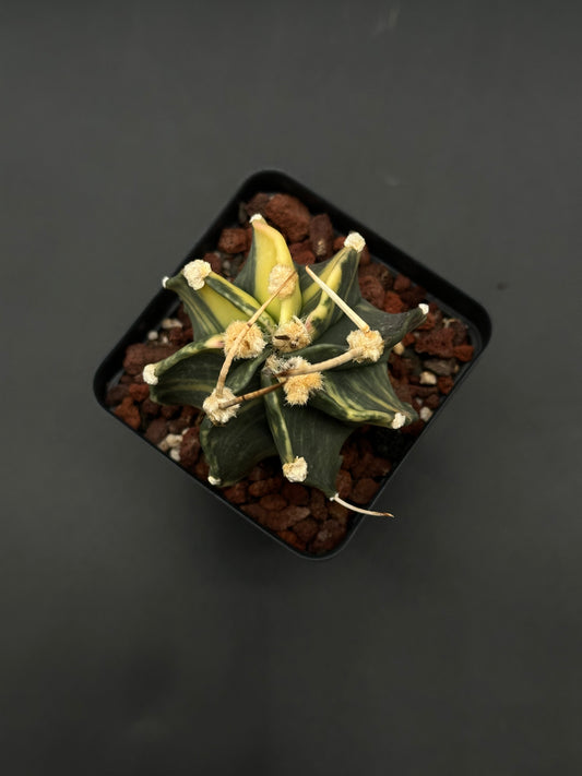 Astrophytum Capricorne Variegated (515W18) with distinctive long spines, housed in a compact 2.5-inch pot, ideal for collectors and plant enthusiasts.