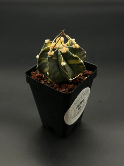 Astrophytum Capricorne Variegated (515W18) with distinctive long spines in a 2.5-inch pot, ideal for collectors of rare succulents and cacti.