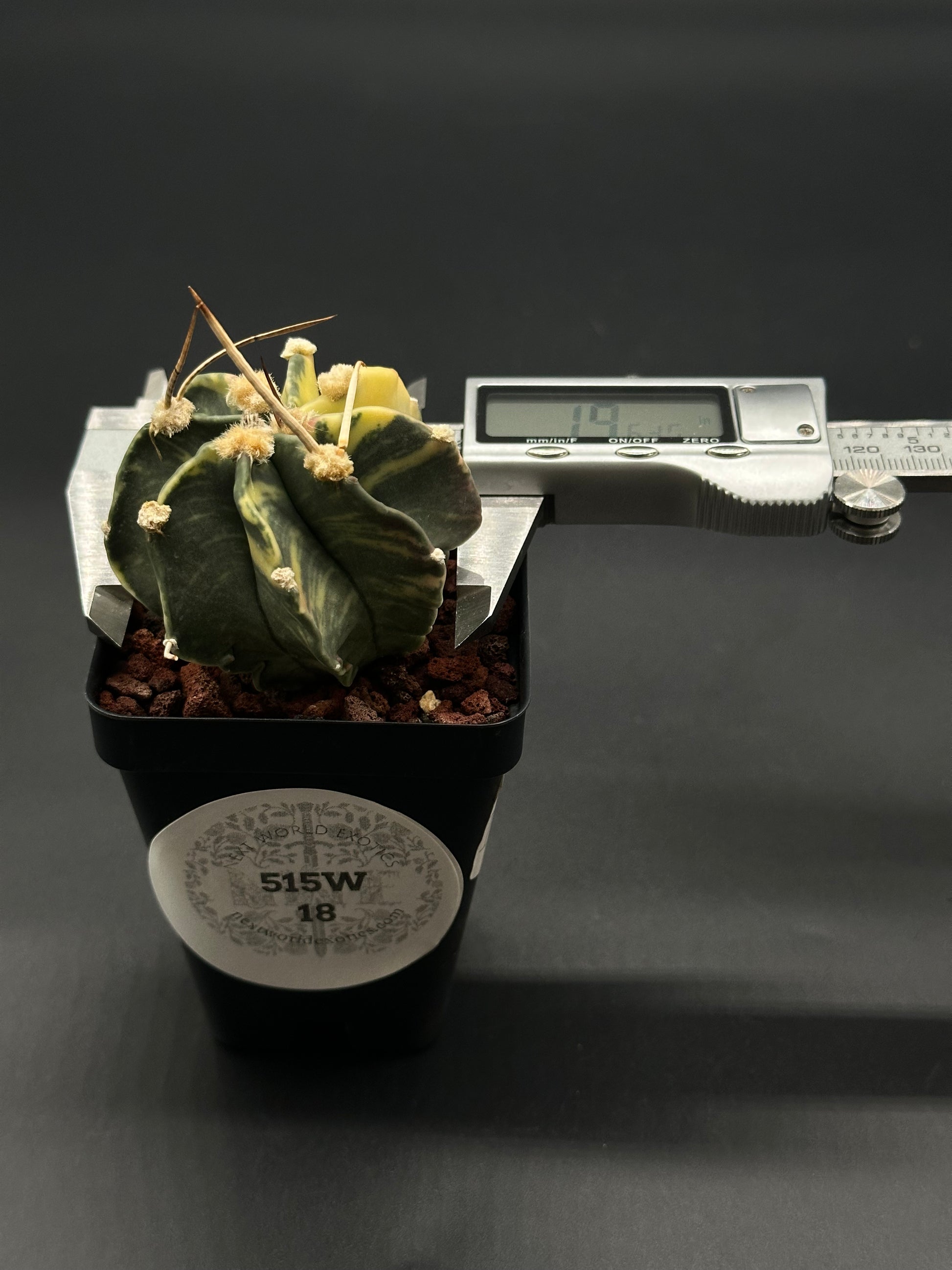 Astrophytum Capricorne Variegated (515W18) cactus with long spines, displayed in a 2.5-inch pot, ideal for rare plant enthusiasts.