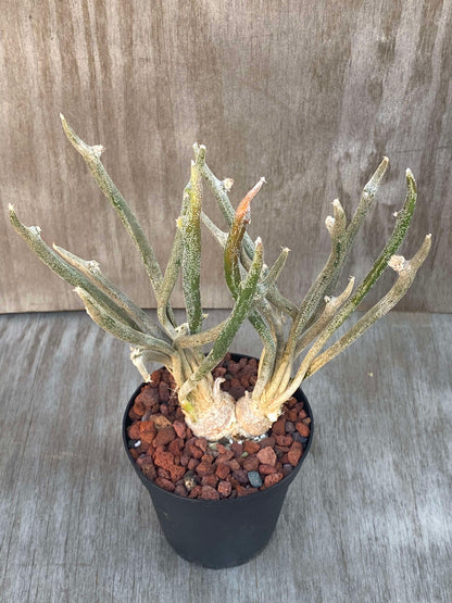 Astrophytum Caput-Medusae (ACM1) 🌱 in a 4-inch pot, showcasing its unique cylindrical stem with bristle-like structures and protruding tubercles.