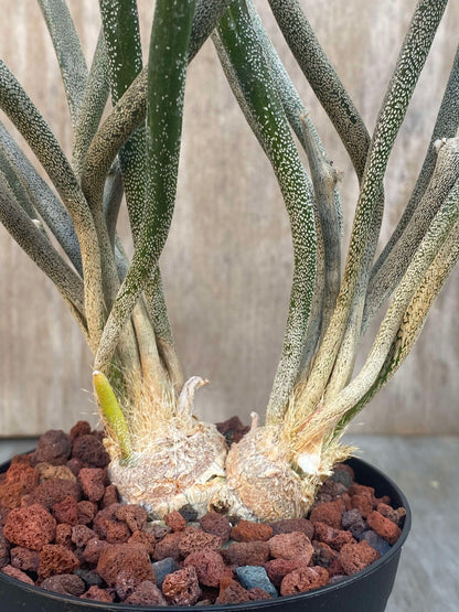 Astrophytum Caput-Medusae (ACM1) 🌱 in a 4-inch pot, featuring cylindrical stems with papery, bristle-like structures and white woolly areoles at tips.