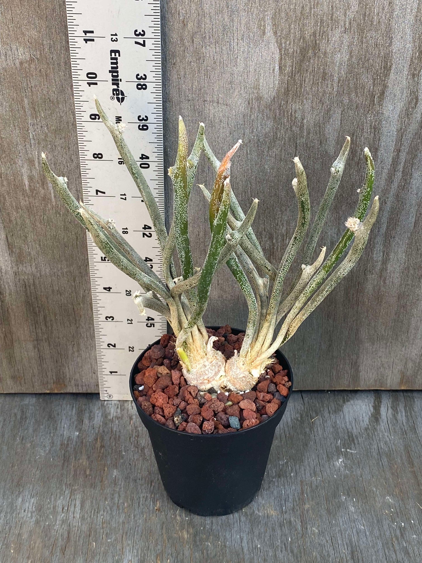 Astrophytum Caput-Medusae (ACM1) 🌱 in a 4-inch pot, shown next to a ruler for size reference, featuring its snake-like tubercles.