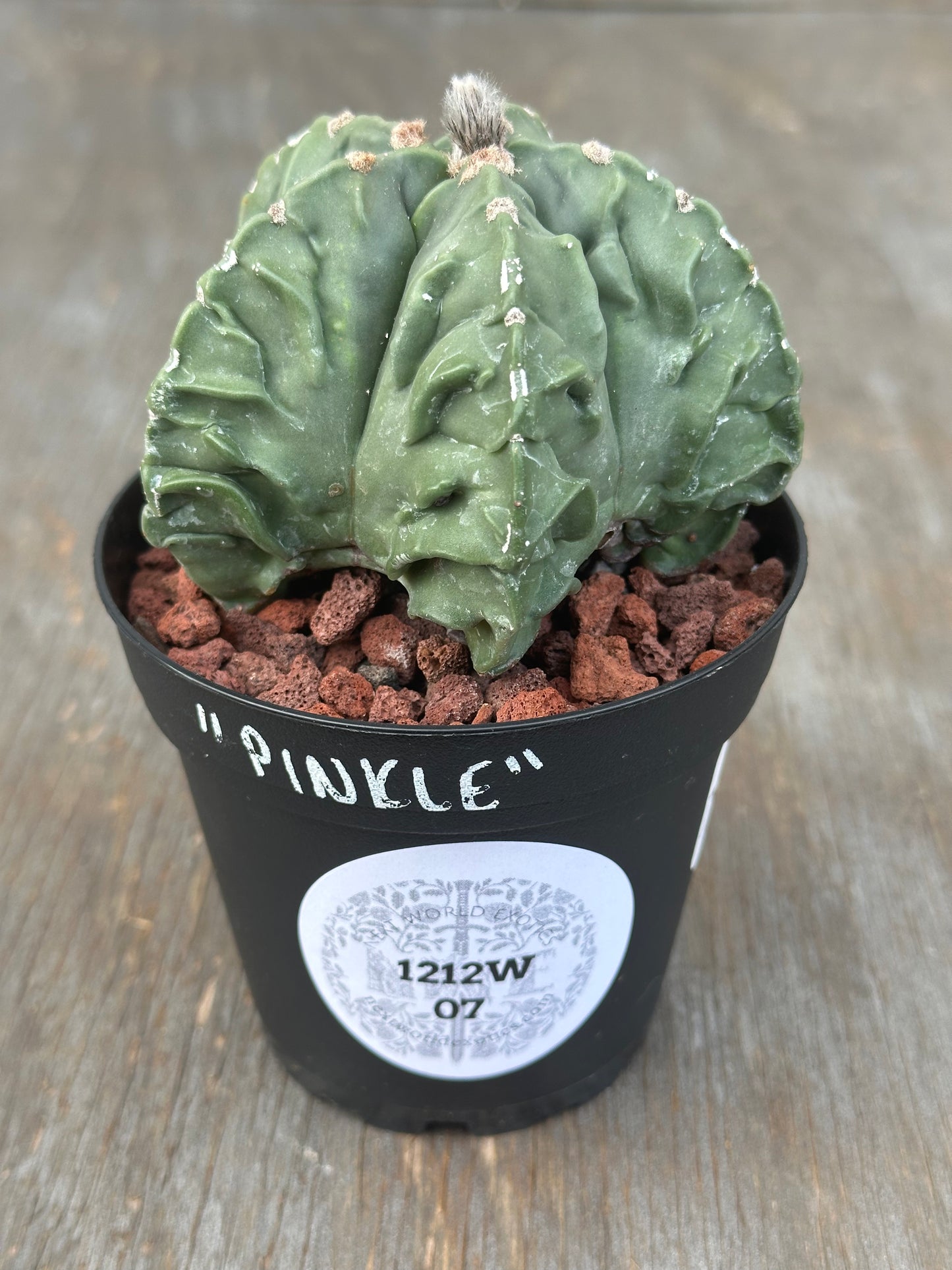 Astrophytum Myriostigma cv. 'Fukuryu' in a 4-inch pot, featuring a distinctive cactus with unique textured growth, ideal for indoor houseplant enthusiasts.