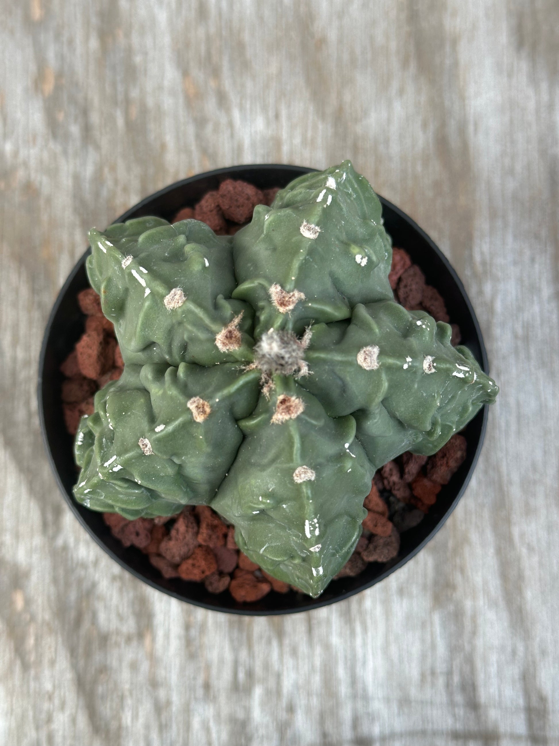 Astrophytum Myriostigma cv. 'Fukuryu' cactus in a 4-inch pot, showcasing its unique, textured surface and distinctive star-shaped form.