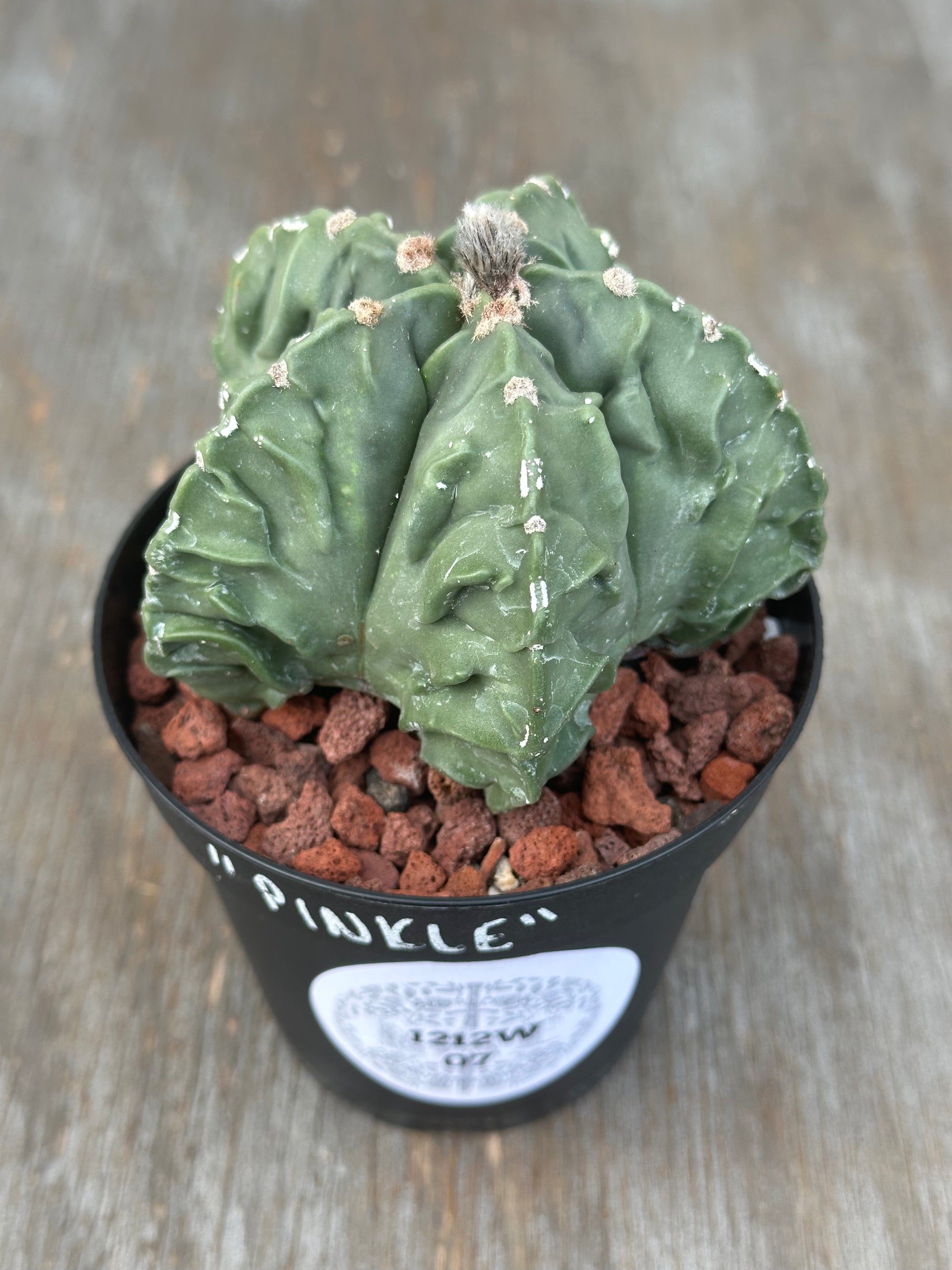 Astrophytum Myriostigma cv. 'Fukuryu' cactus in a 4-inch pot, showcasing its distinctive thornless structure and unique star-shaped pattern.