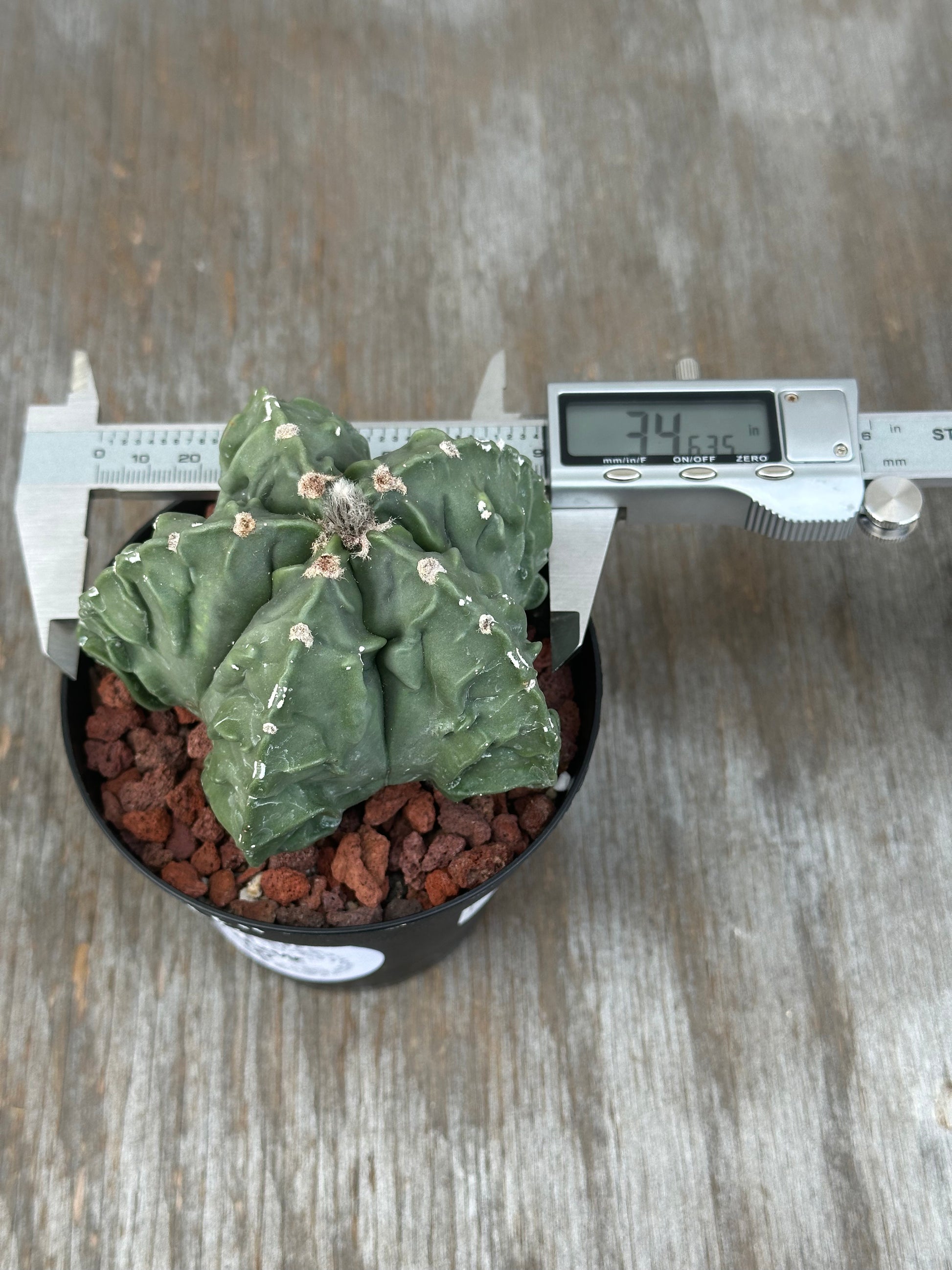 Astrophytum Myriostigma cv. 'Fukuryu' in a 4-inch pot, shown with a measuring device and digital display indicating temperature.