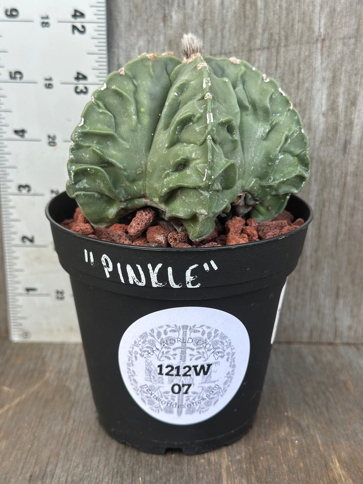 Astrophytum Myriostigma cv. 'Fukuryu' cactus, featuring unique star-shaped ridges, in a 4-inch pot, with a face illustration on the plant.