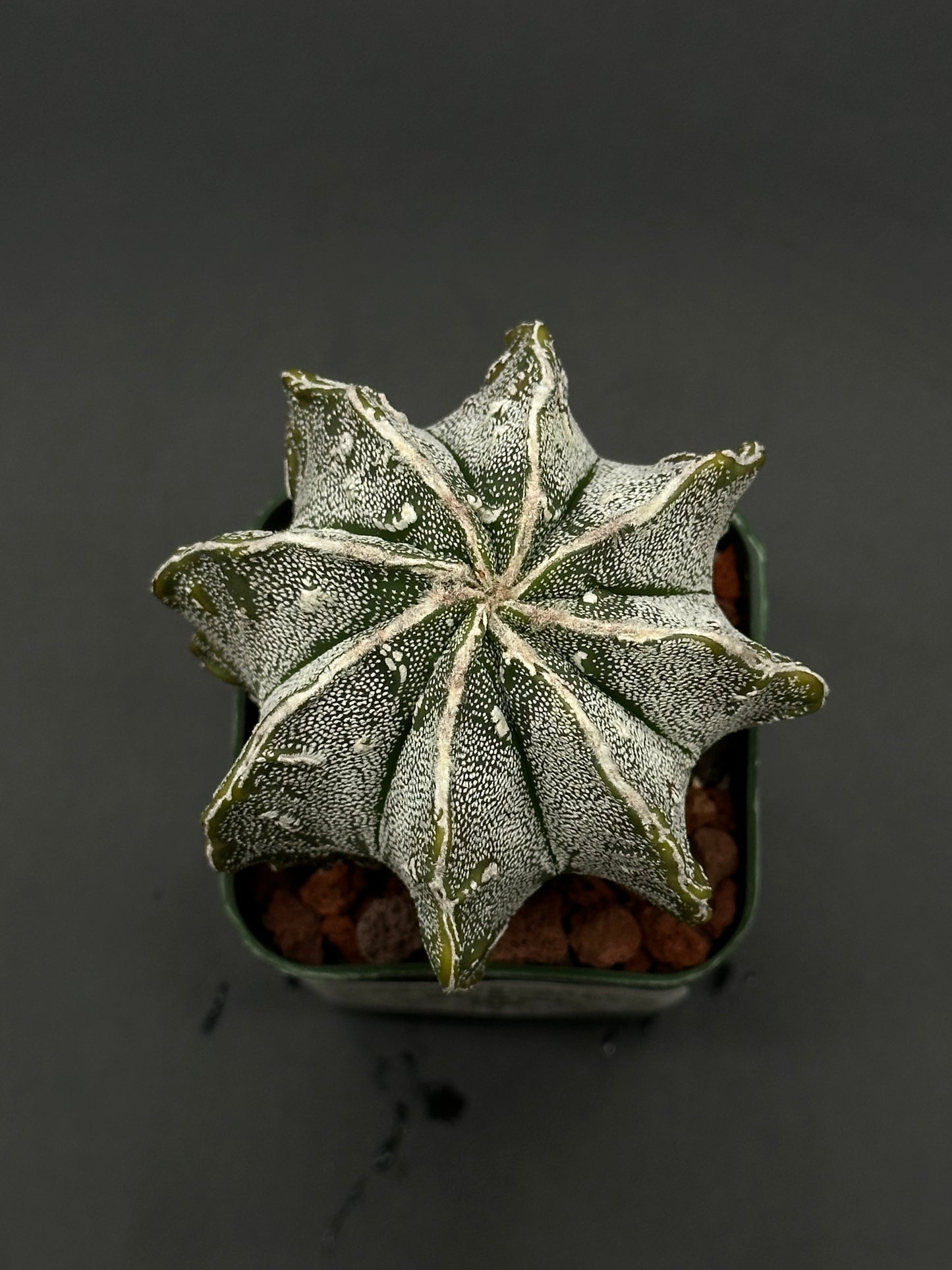 Astrophytum Myriostigma cv. 'Hakujo Fukuryu' cactus with felt-like areoles, raised warts, and distinct vertical ribs, highlighting its unique cultivar features.