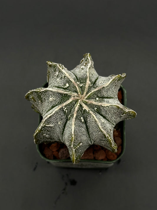Astrophytum Myriostigma cv. 'Hakujo Fukuryu' cactus with felt-like areoles, raised warts, and distinct vertical ribs, highlighting its unique cultivar features.