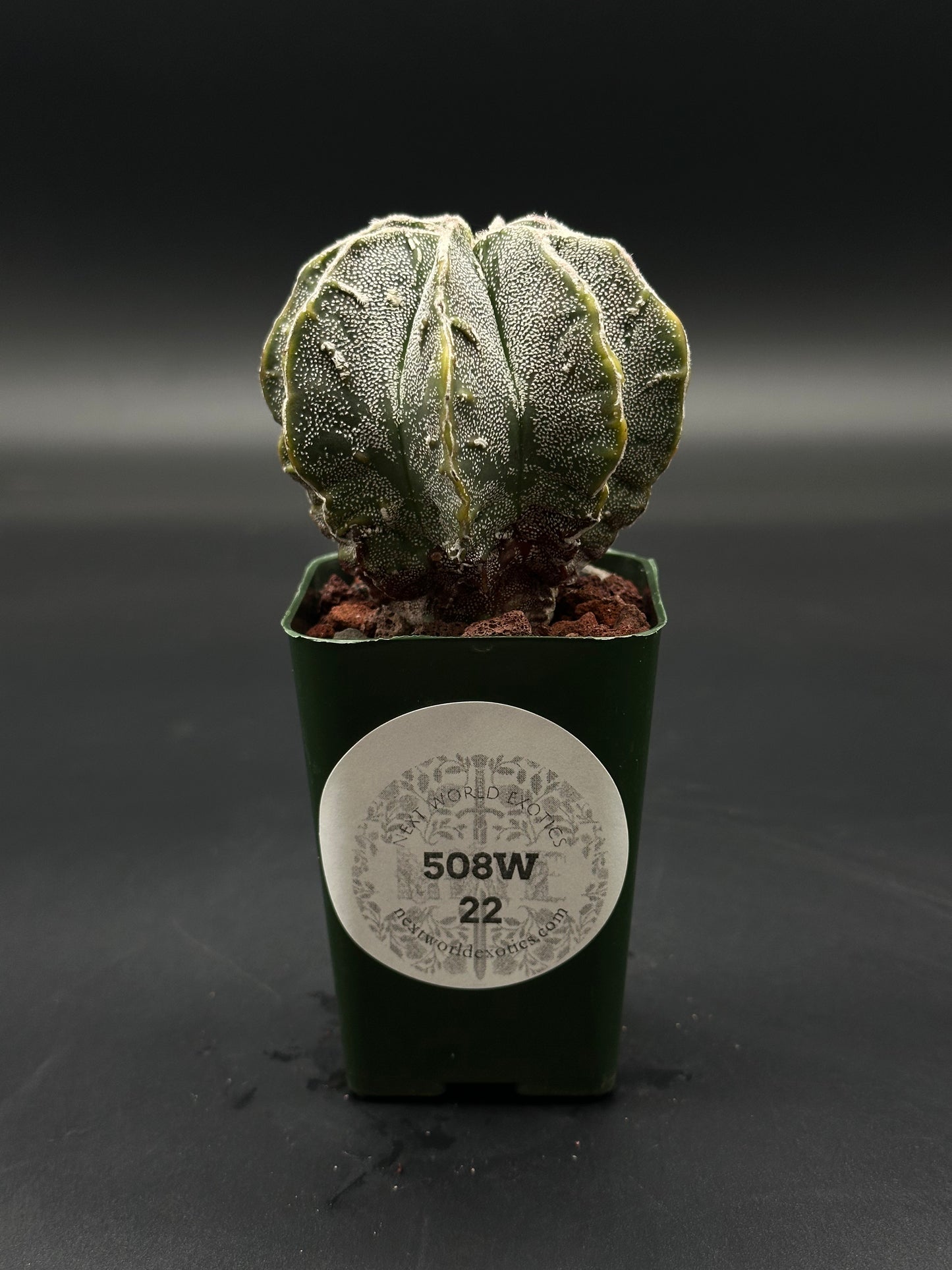 Astrophytum Myriostigma cv. 'Hakujo Fukuryu' (508W22) cactus, featuring felt-like areoles and raised warts on distinct vertical ribs.