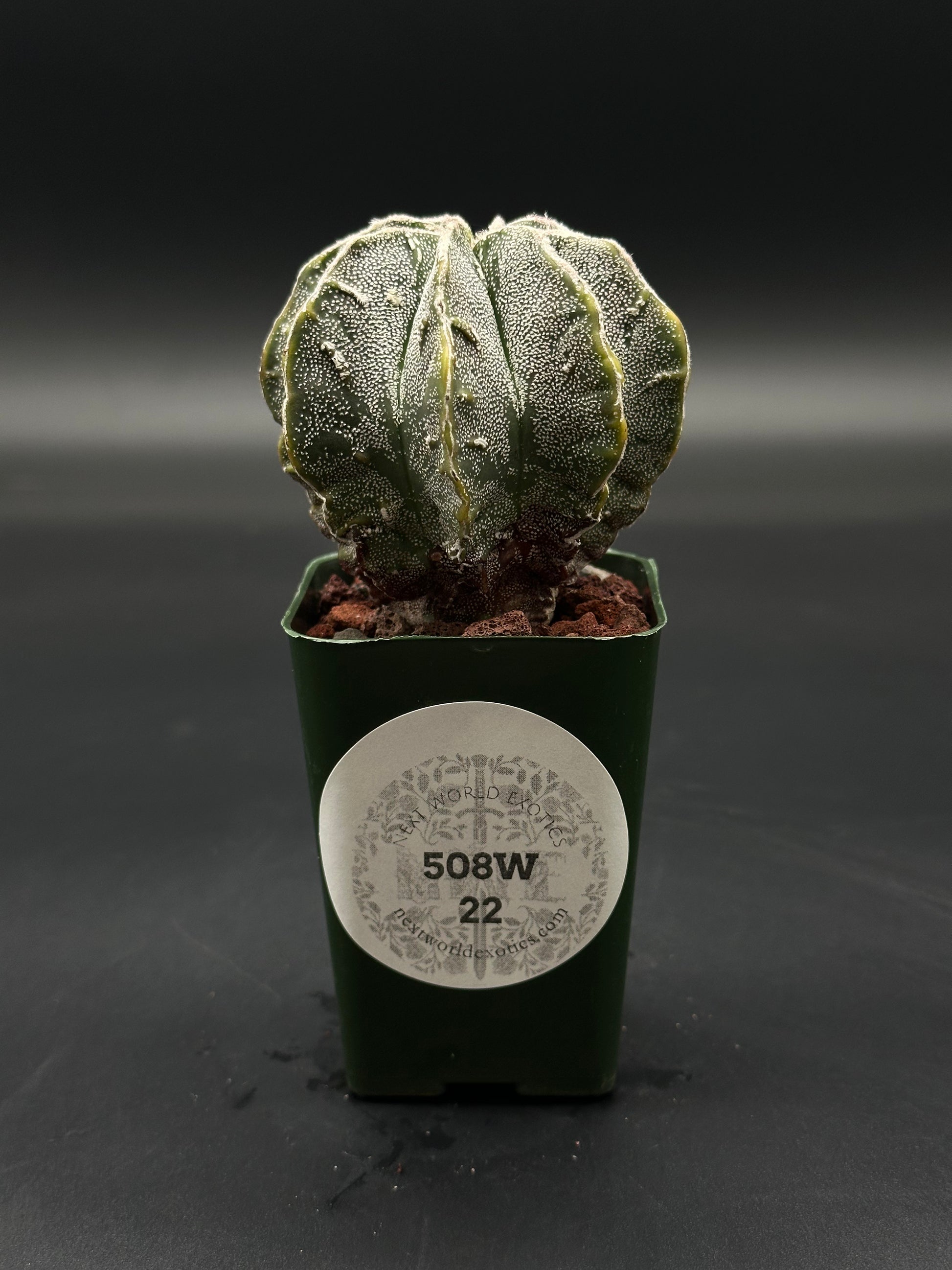 Astrophytum Myriostigma cv. 'Hakujo Fukuryu' (508W22) cactus, featuring felt-like areoles and raised warts on distinct vertical ribs.
