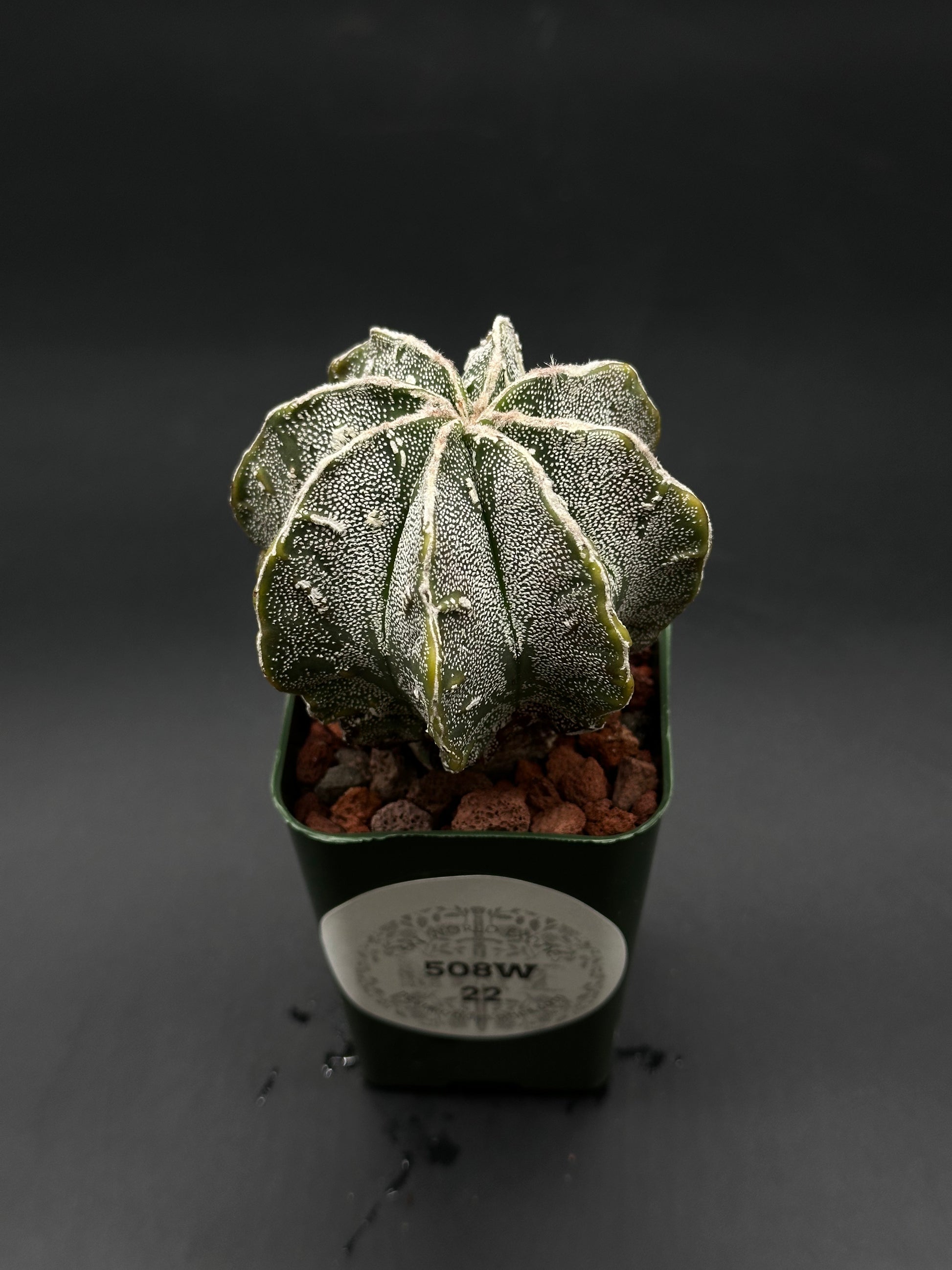 Astrophytum Myriostigma cv. 'Hakujo Fukuryu' (508W22), a cactus with pronounced ribs, felt-like areoles, and irregular raised warts, showcasing its unique hybrid features.