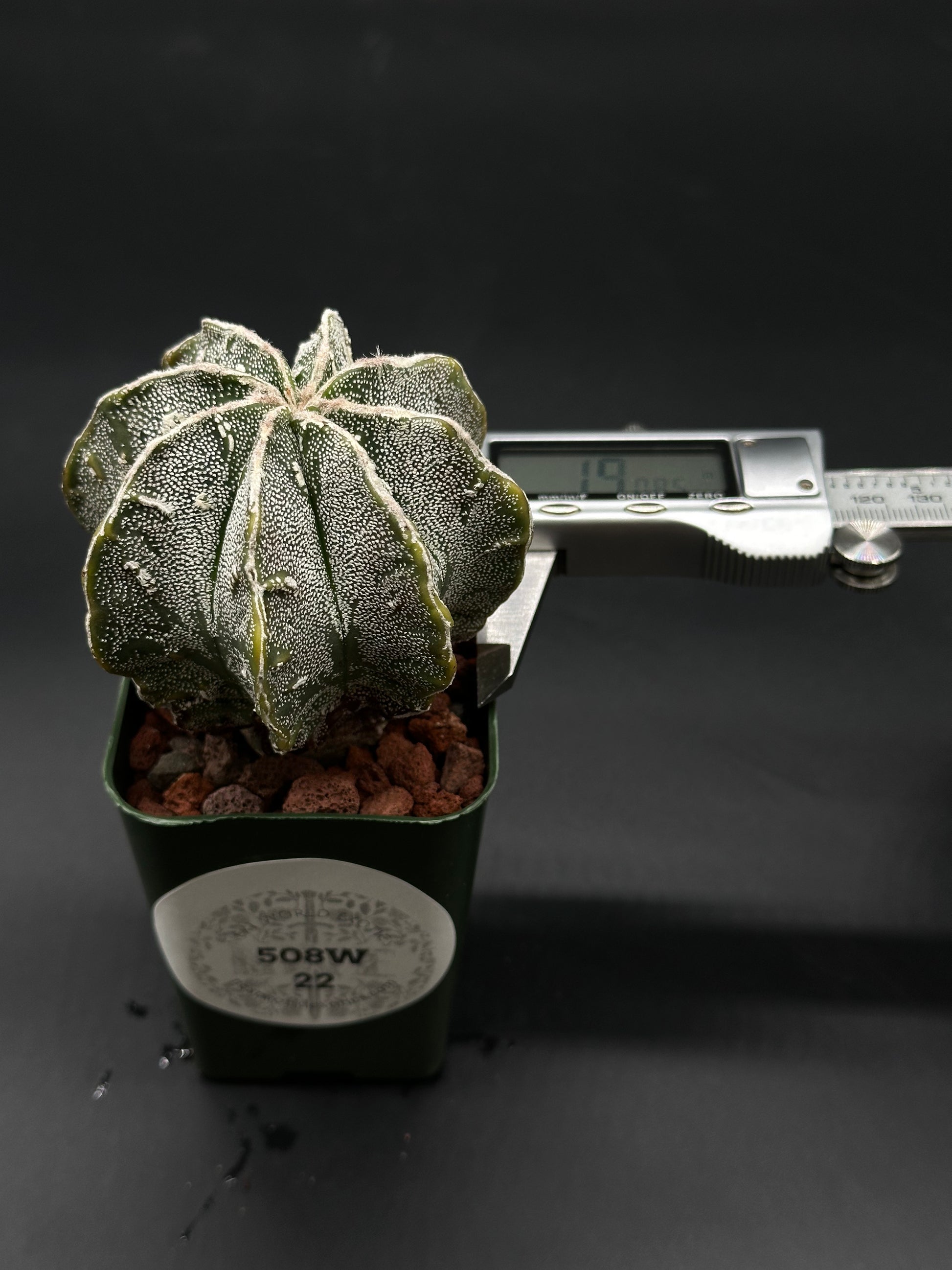 Astrophytum Myriostigma cv. 'Hakujo Fukuryu' cactus, displaying soft, felt-like areoles and irregular warts on vertically ribbed surface, showcasing unique crossbred features.