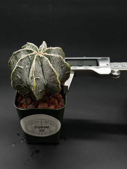 Astrophytum Myriostigma cv. 'Hakujo Fukuryu' cactus, displaying soft, felt-like areoles and irregular warts on vertically ribbed surface, showcasing unique crossbred features.