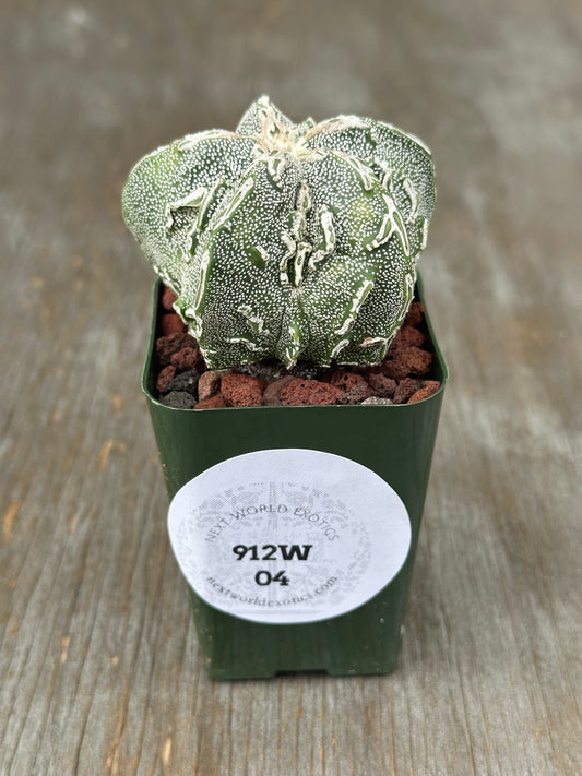 Astrophytum Myriostigma cv. 'Hakujo Fukuryu' cactus in a pot, showcasing its unique felt-like areoles and raised warts, with pronounced vertical ribs.