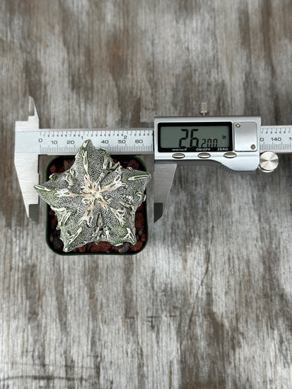 Astrophytum Myriostigma cv. 'Hakujo Fukuryu' cactus being measured with a caliper, showing its unique raised warts and pronounced vertical ribs.