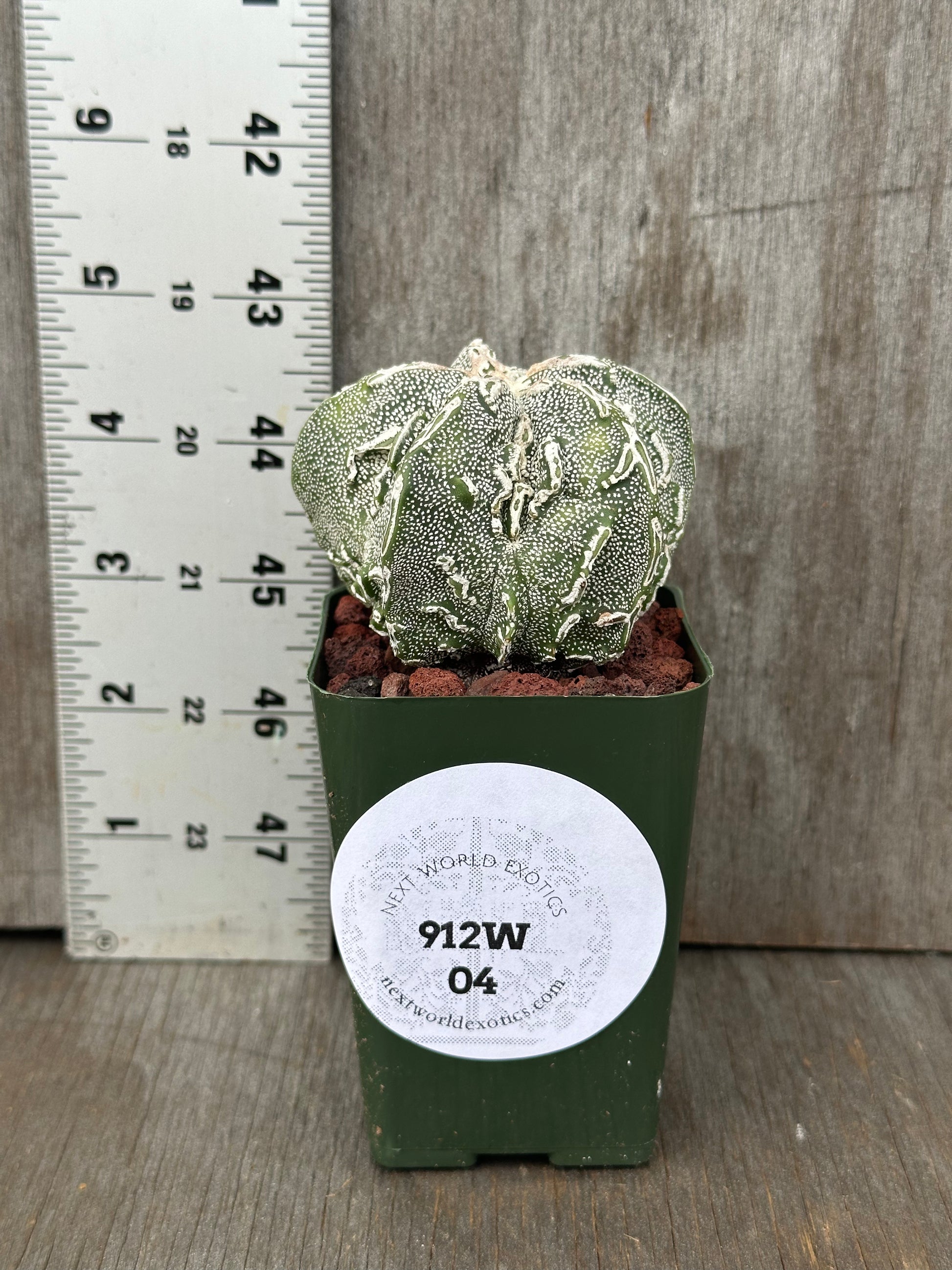 Astrophytum Myriostigma cv. 'Hakujo Fukuryu' cactus in a pot, showcased next to a ruler for scale, highlighting its distinct texture and raised warts.