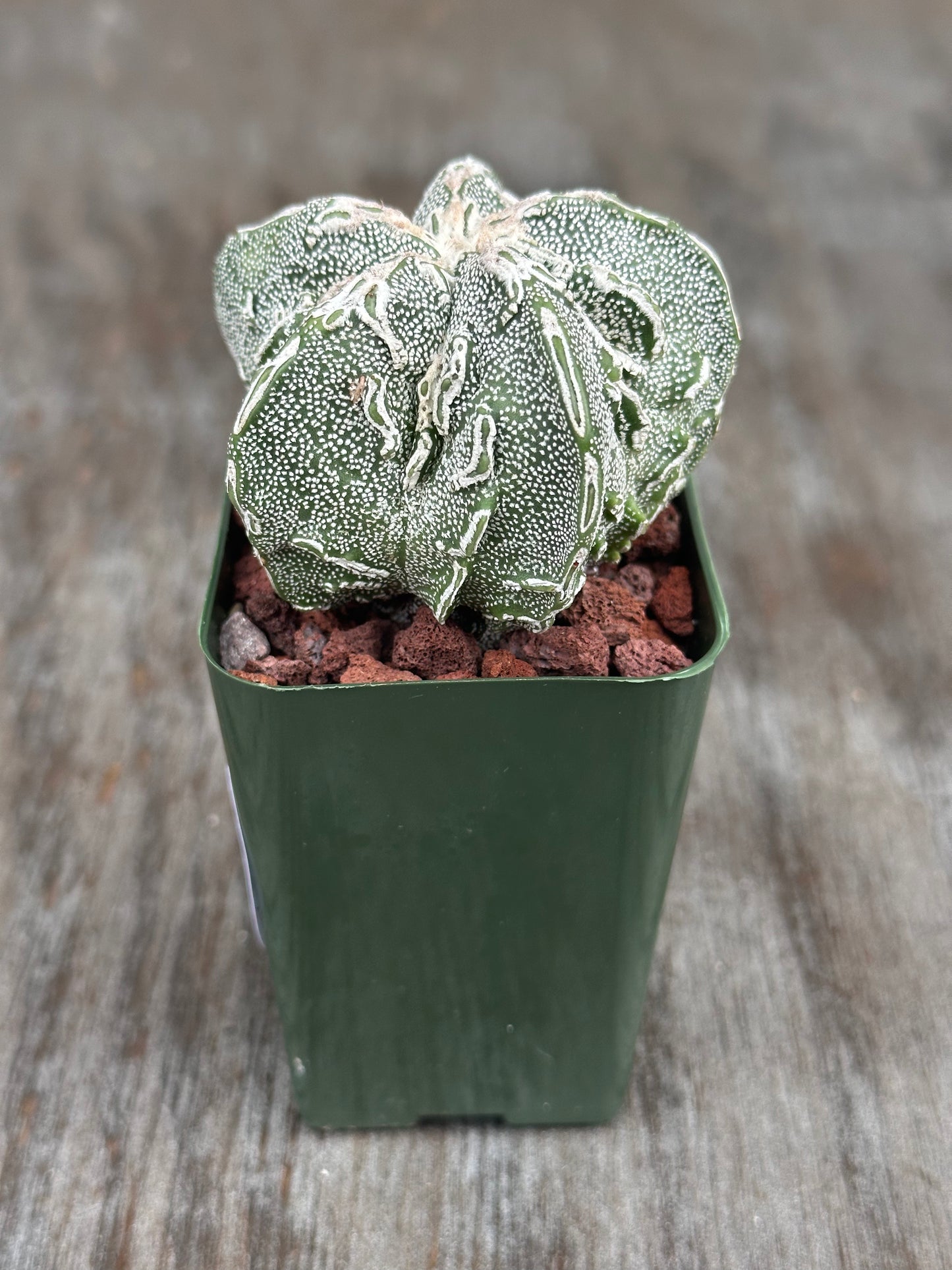 Astrophytum Myriostigma cv. 'Hakujo Fukuryu' cactus in a pot, showcasing its unique felt-like areoles and raised warts on vertical ribs.