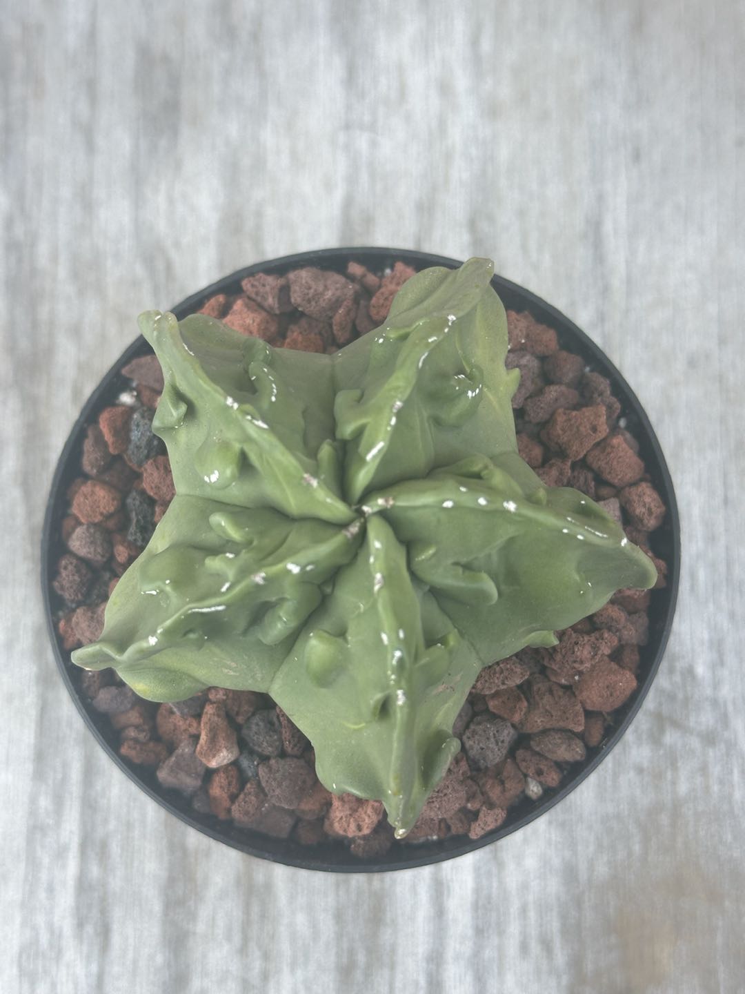 Astrophytum Myriostigma cv. 'Hakujo Fukuryu' cactus in a pot, featuring distinctive raised warts and soft, felt-like areoles, showcasing its unique vertical ribs.