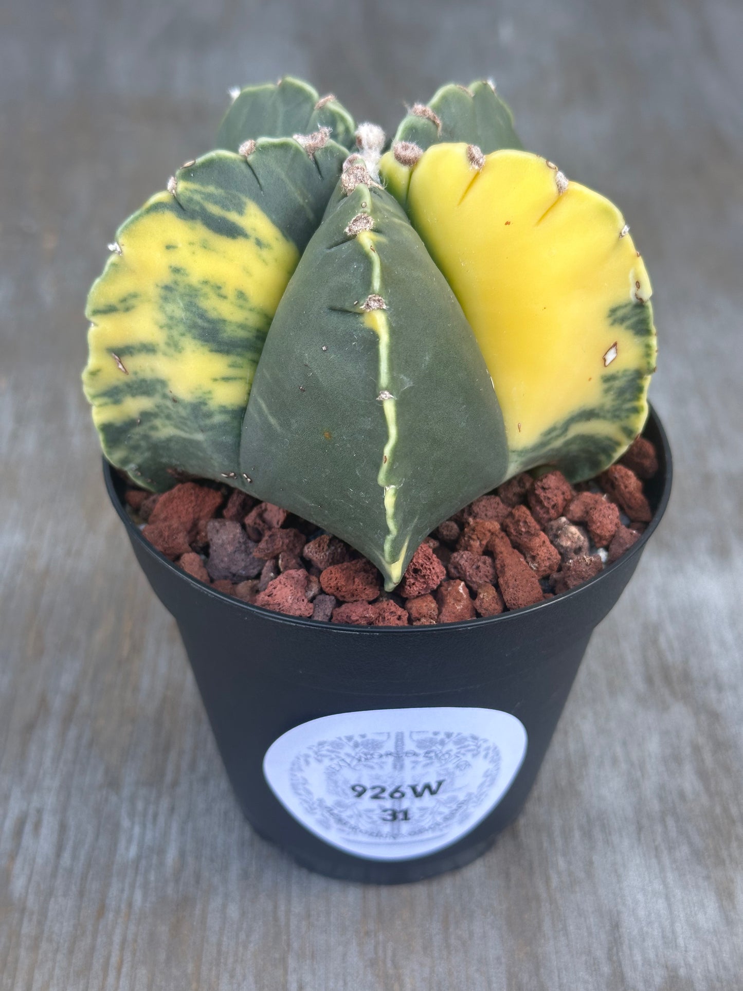 Astrophytum Myriostigma Variegated (926W31) cactus in a pot with a label, featuring felt-like areoles and raised warts on its vertical ribs.