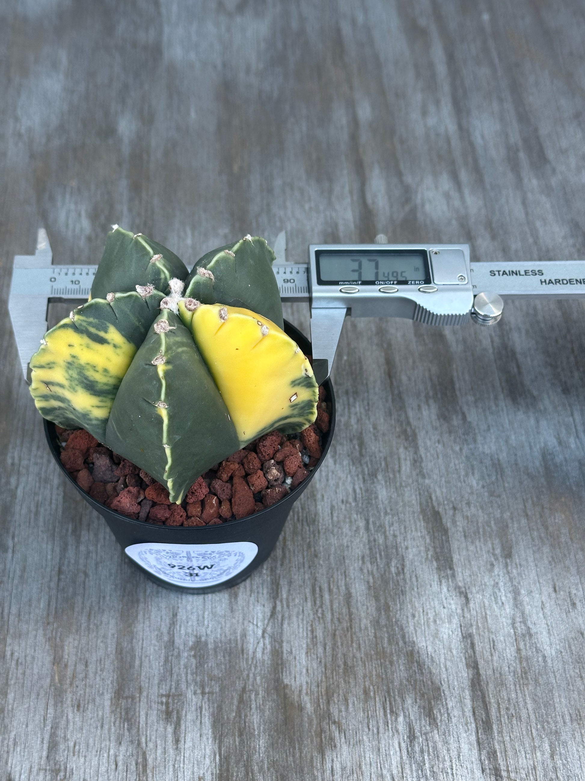 Astrophytum Myriostigma Variegated (926W31) cactus in a pot with a digital caliper measuring its size on a wooden surface.