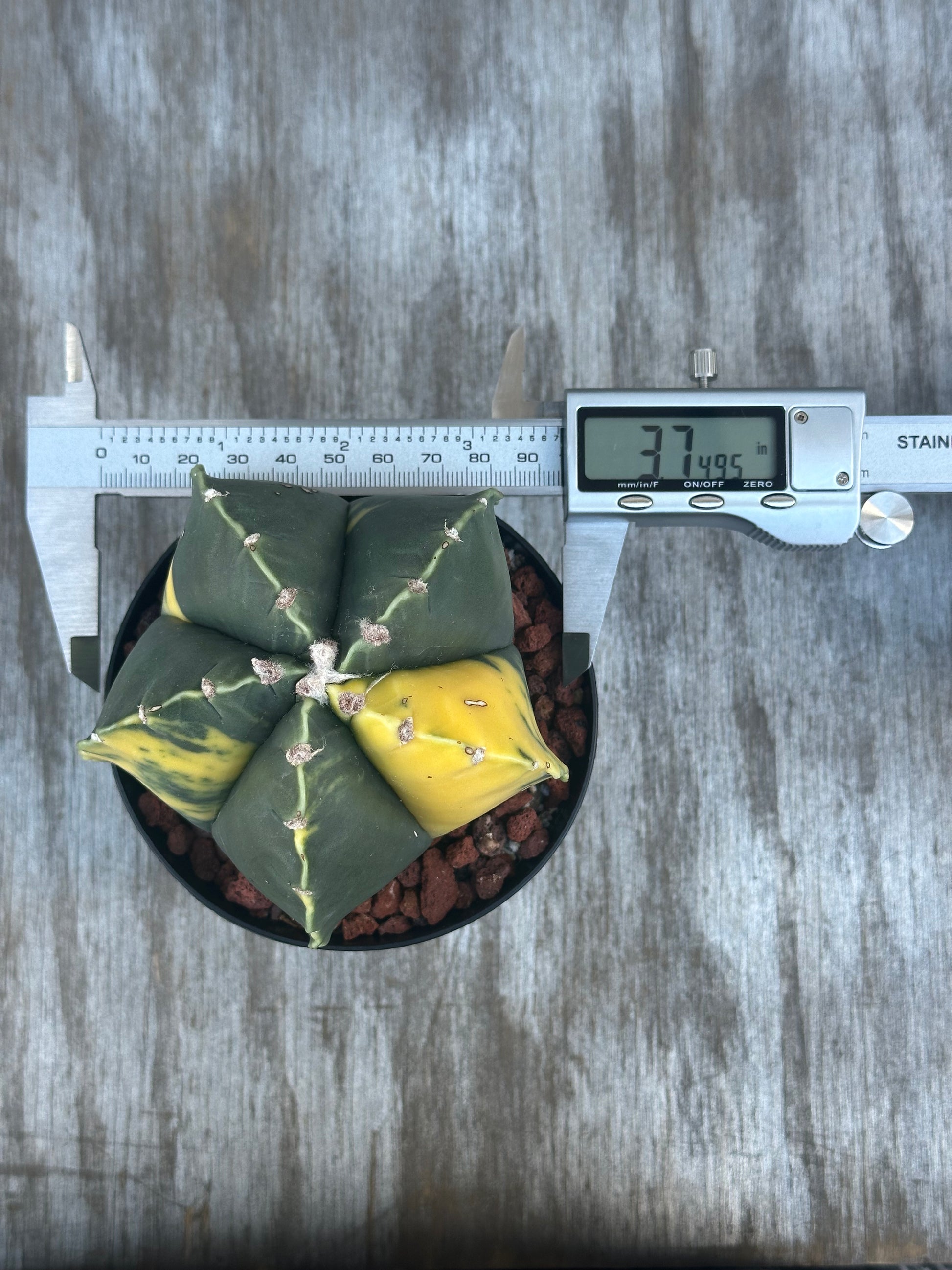 Astrophytum Myriostigma Variegated (926W31) in a pot, being measured with a small caliper, featuring a digital display for precise dimensions.