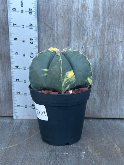 Potted Astrophytum Myriostigma Variegated cactus with a white label, close-up view, suitable for indoor decoration.