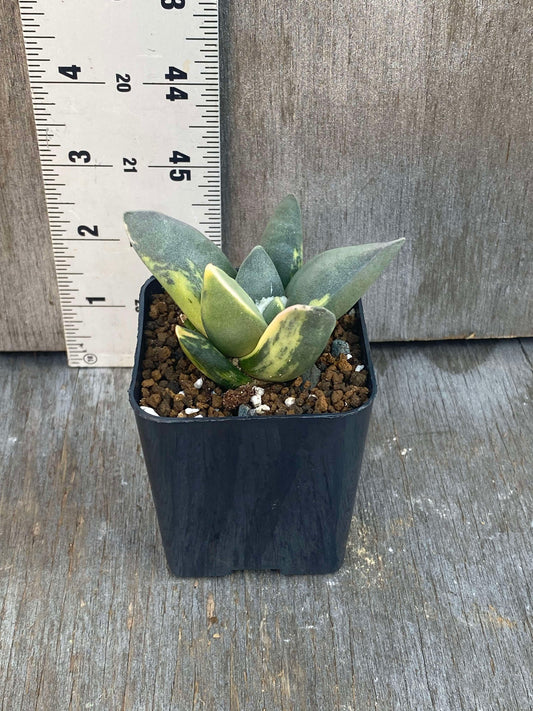 Ariocarpus Retusus Variegated (ARV2) in a 2.25-inch pot, showcasing its star-shaped, variegated tubercles forming a rosette.