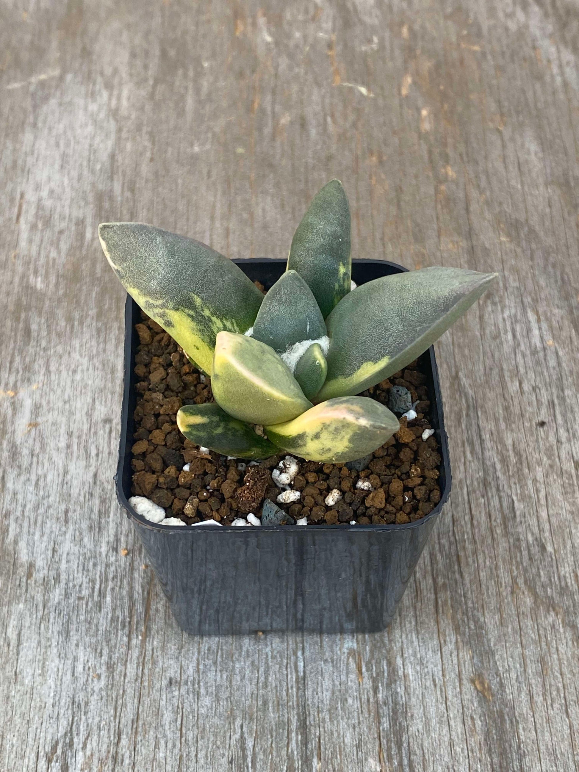 Ariocarpus Retusus Variegated (ARV2) 🌱 in a 2.25-inch pot, showcasing its star-shaped, variegated leaves with pointed tubercles arranged in a rosette.