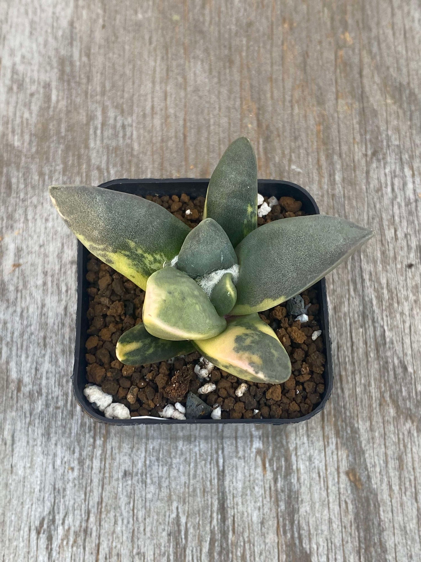 Ariocarpus Retusus Variegated (ARV2) 🌱 in a 2.25-inch black pot, showcasing its unique star-shaped, variegated tubercles in a rosette pattern.