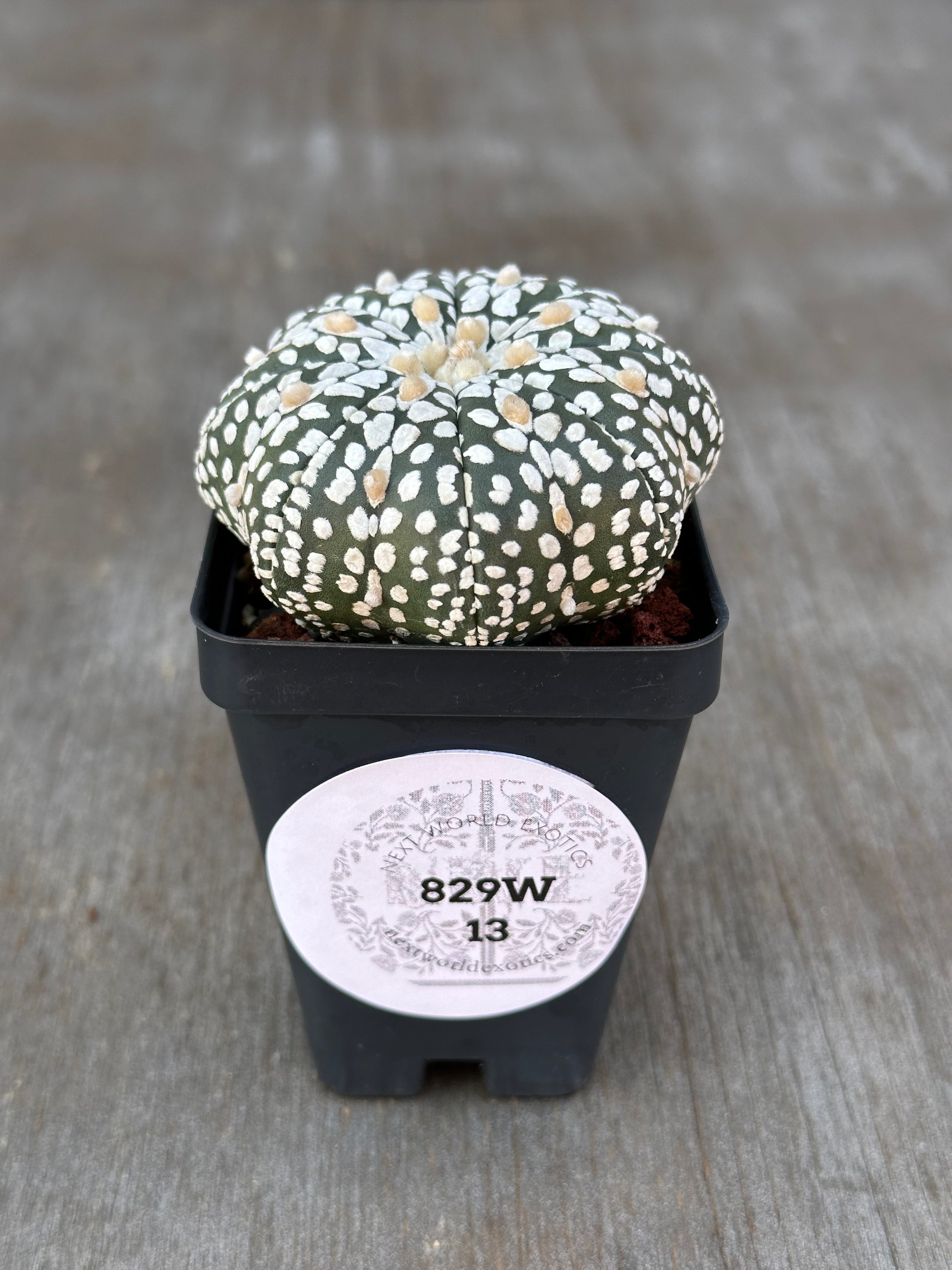 Astrophytum Asterias cv. 'Star Type' Super Kabuto (829W13) cactus in a pot, featuring a close-up of its unique patterned surface.