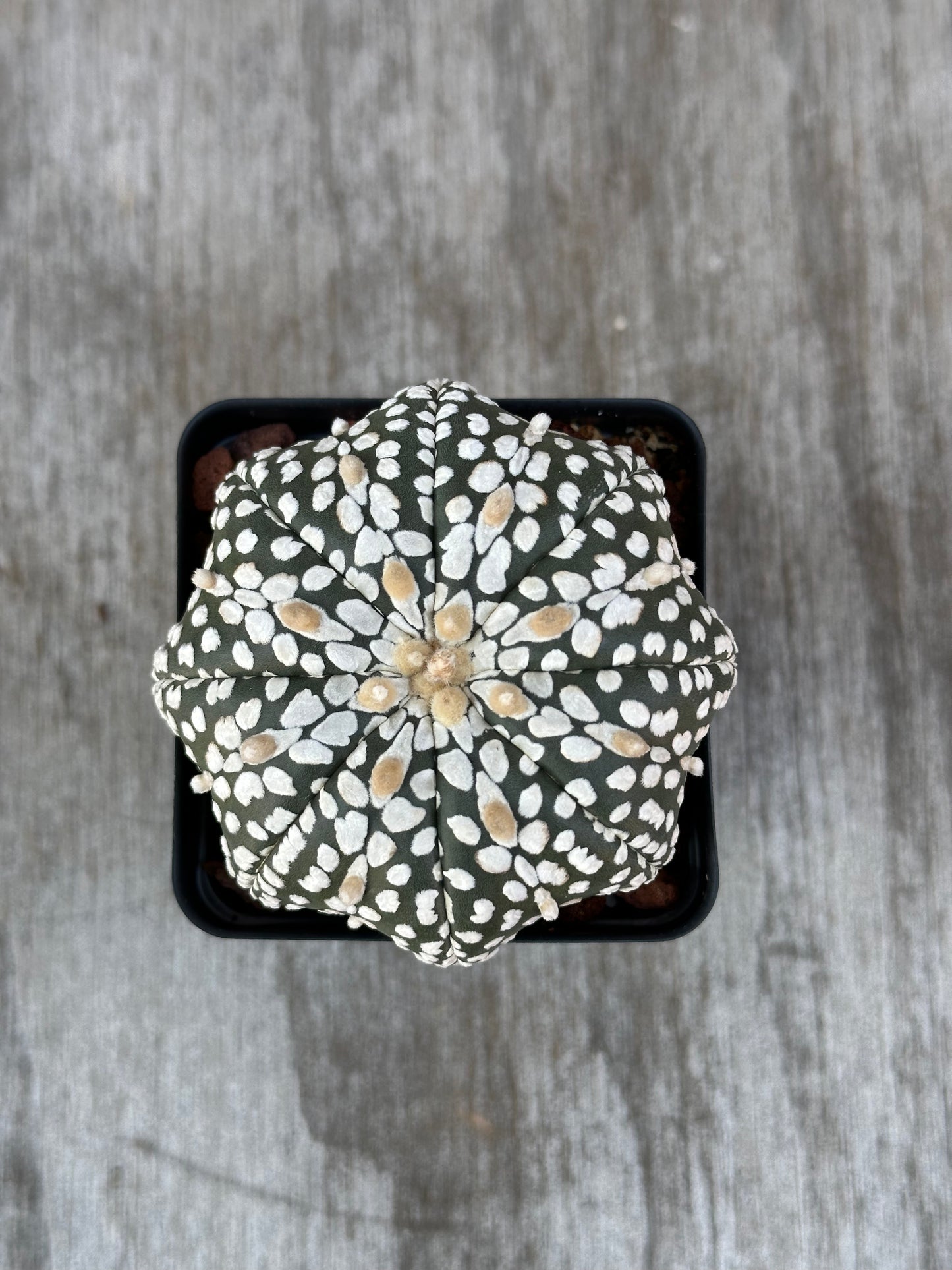 Astrophytum Asterias cv. 'Star Type' Super Kabuto: A cactus in a pot with distinctive white spots, available from Next World Exotics.