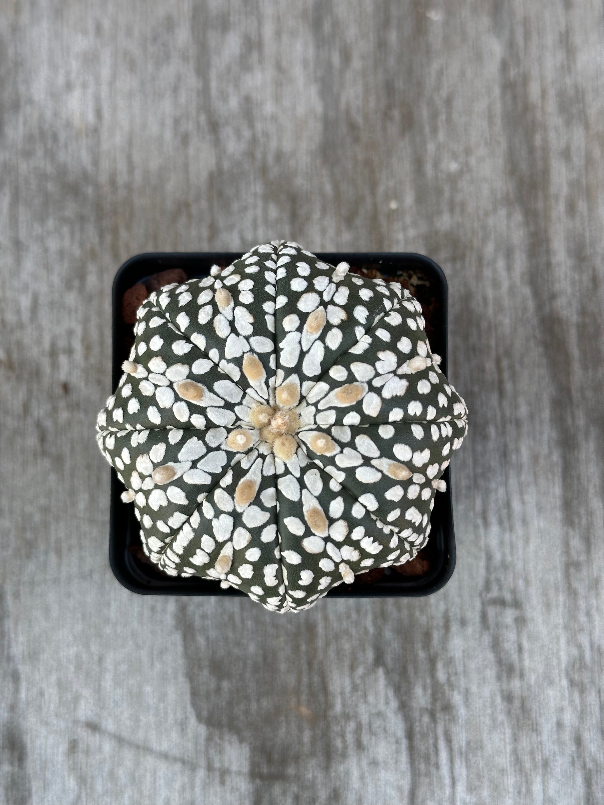 Astrophytum Asterias cv. 'Star Type' Super Kabuto: A cactus in a pot with distinctive white spots, available from Next World Exotics.