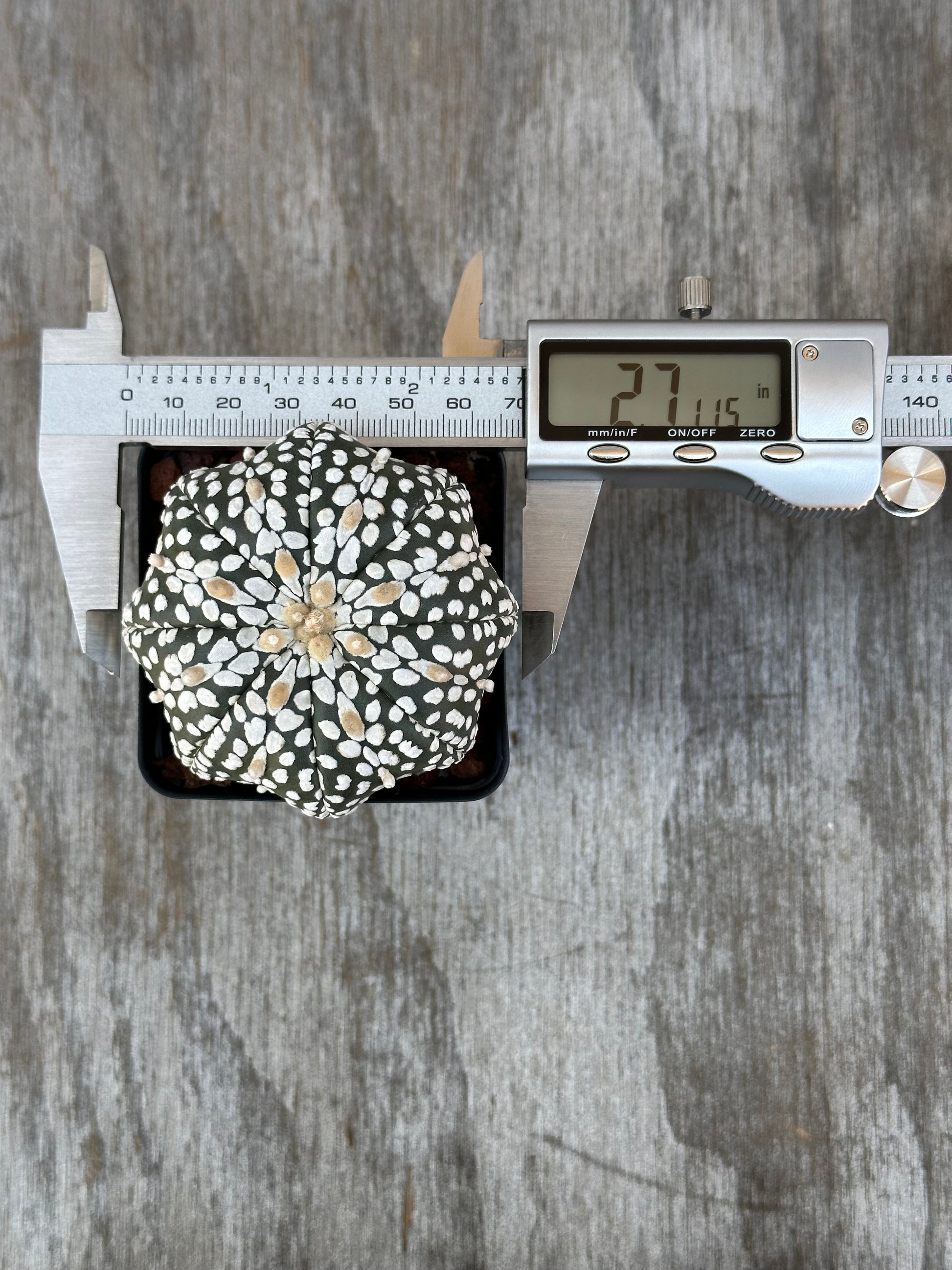 Astrophytum Asterias cv. 'Star Type' Super Kabuto (829W13) cactus being measured with a digital caliper, displaying precise dimensions on a small screen.