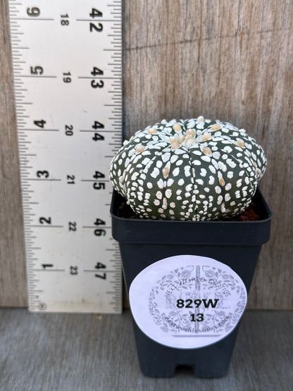 Astrophytum Asterias cv. 'Star Type' Super Kabuto (829W13) in a pot next to a ruler, showcasing its size for rare plant collectors.