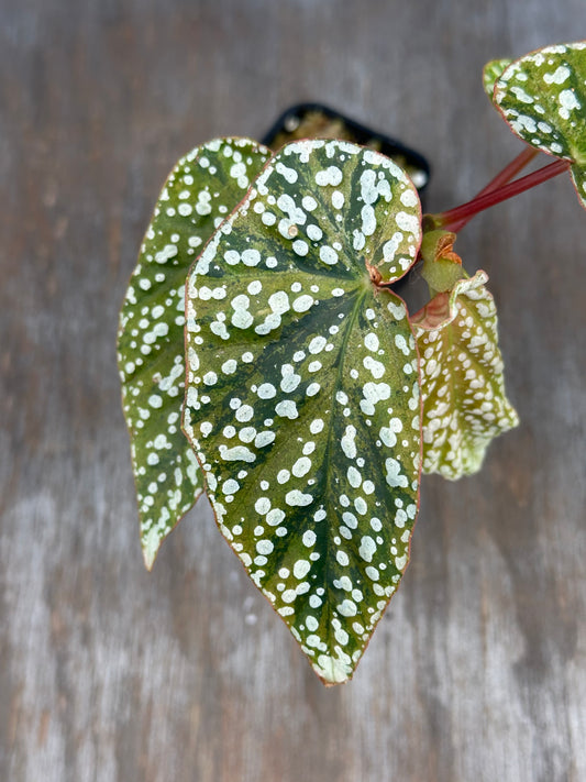Begonia Hybrida 'Snowcapped' Variegated