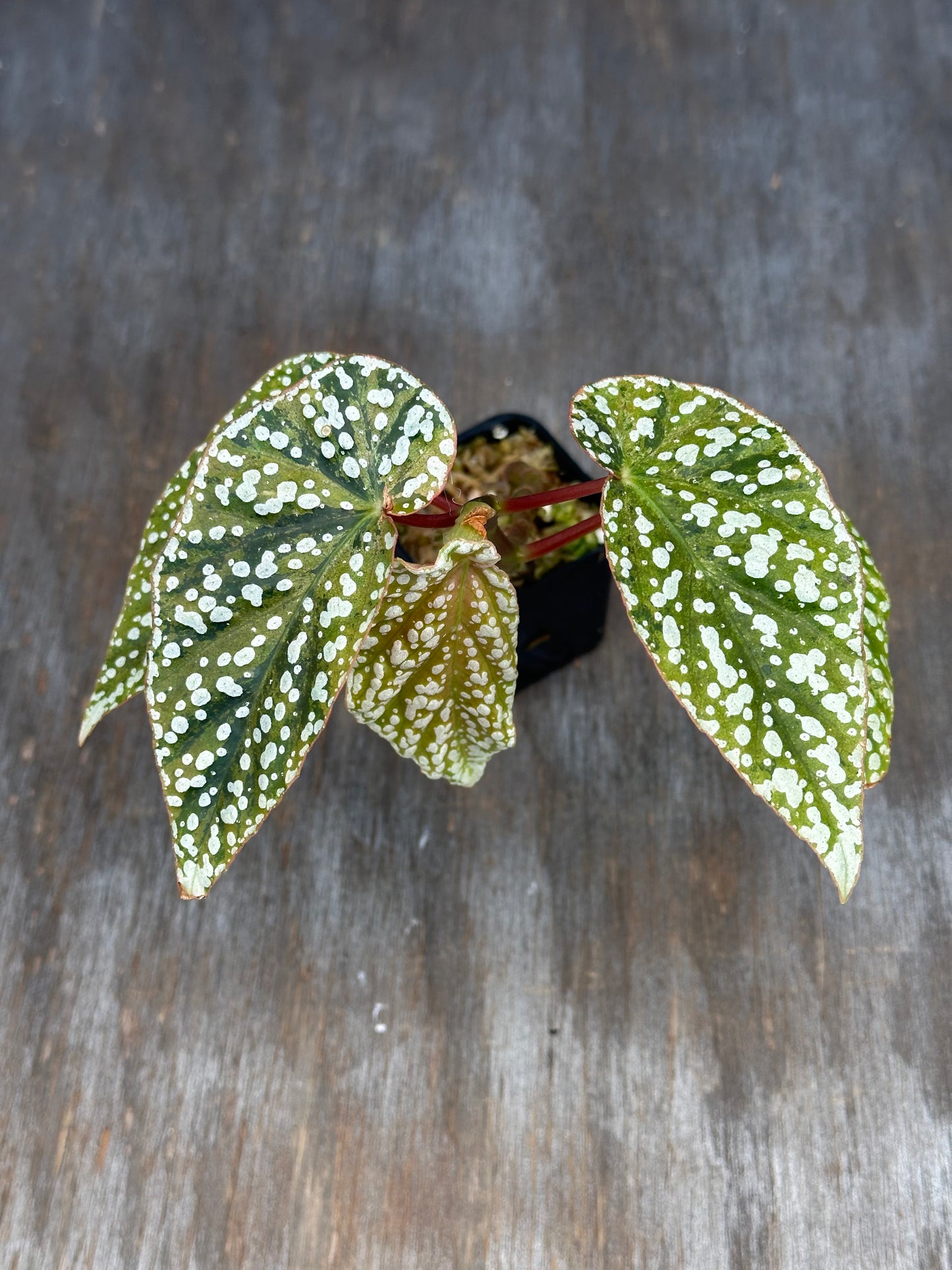 Begonia Hybrida 'Snowcapped' Variegated