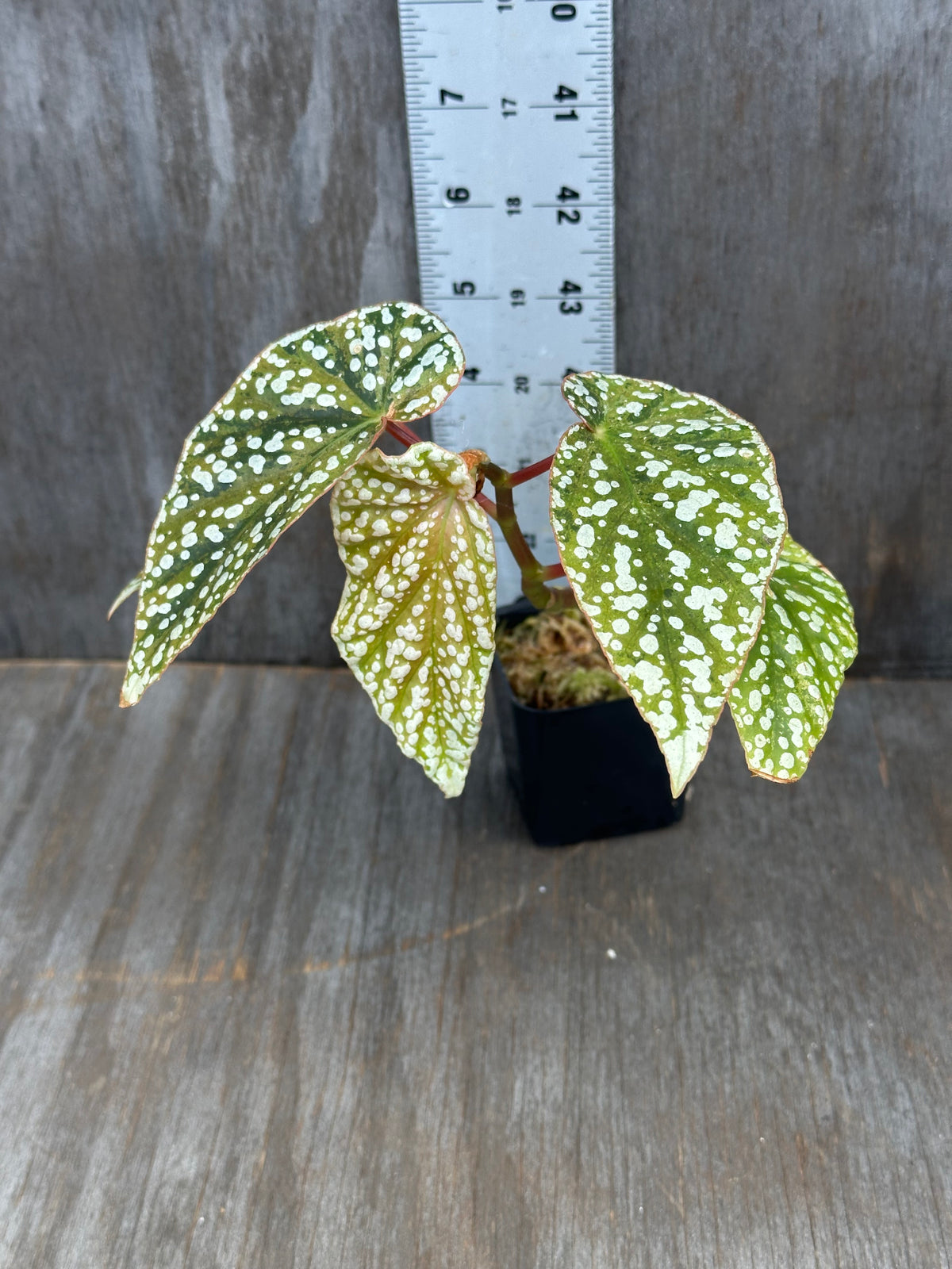 Begonia Hybrida 'Snowcapped' Variegated