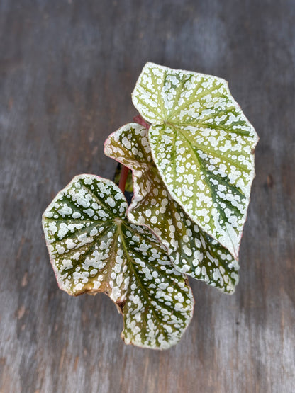 Begonia Hybrida 'Snowcapped' Variegated