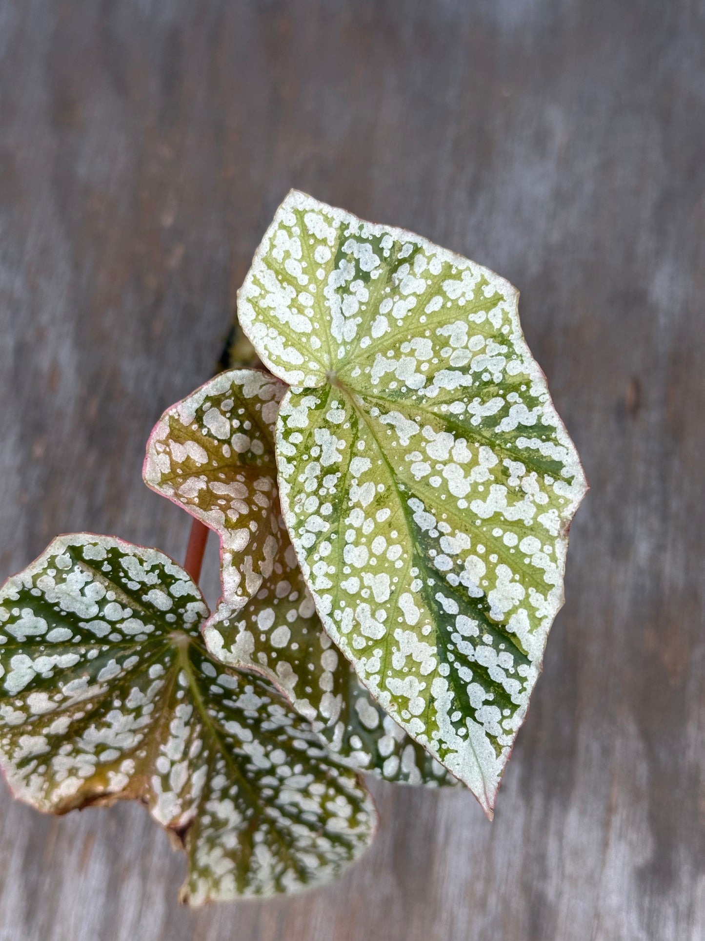 Begonia Hybrida 'Snowcapped' Variegated