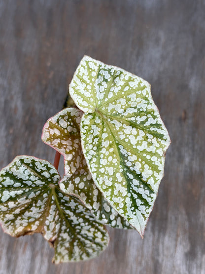 Begonia Hybrida 'Snowcapped' Variegated
