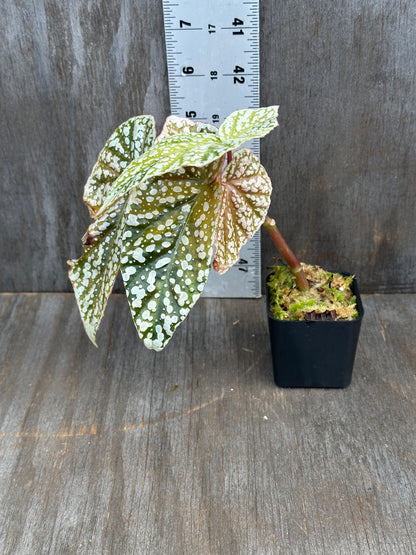 Begonia Hybrida 'Snowcapped' Variegated