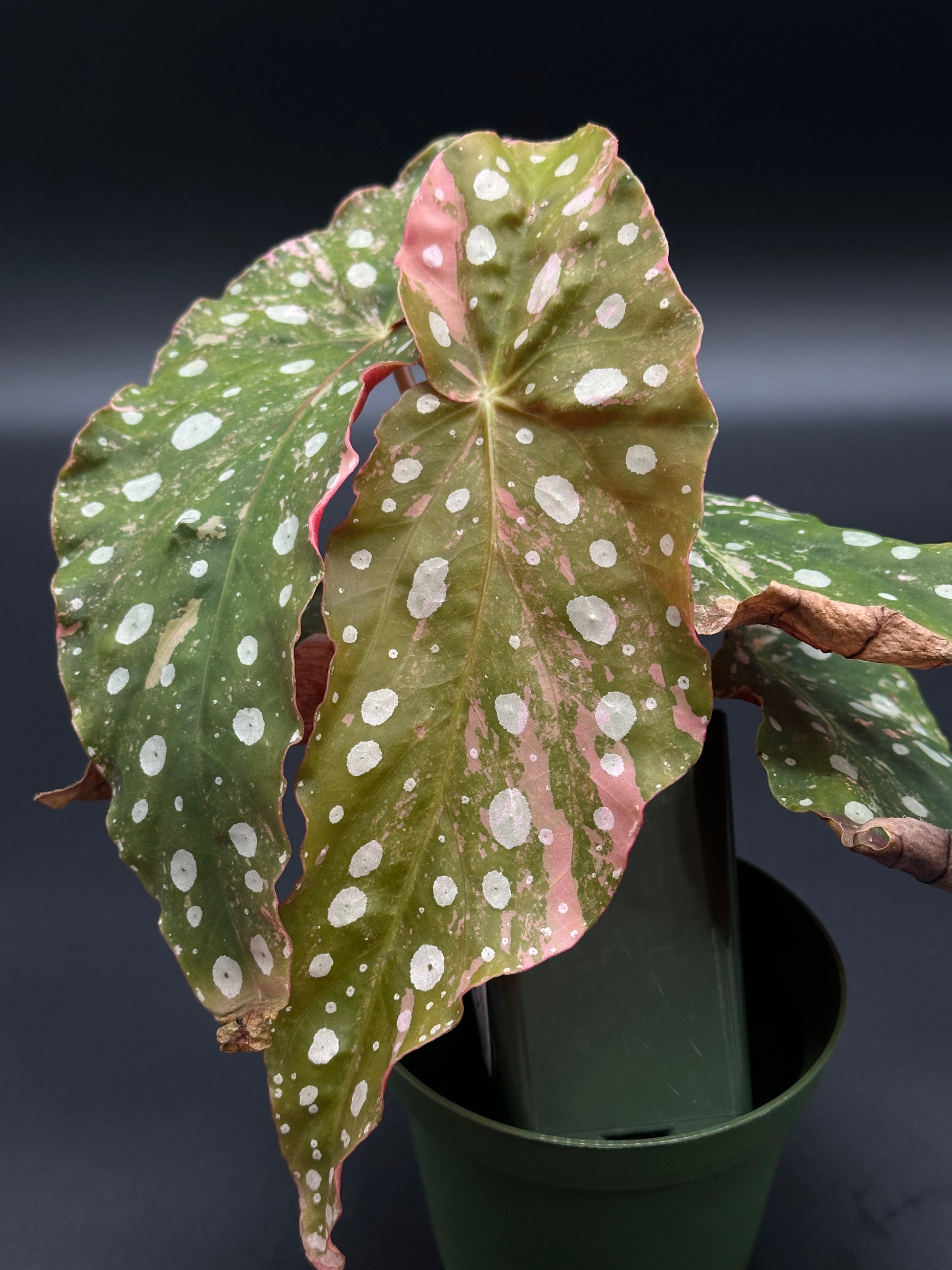 Begonia Maculata Pink Variegated in a small pot, showcasing green and pink leaves with distinctive white spots, fully rooted and ready for your collection.