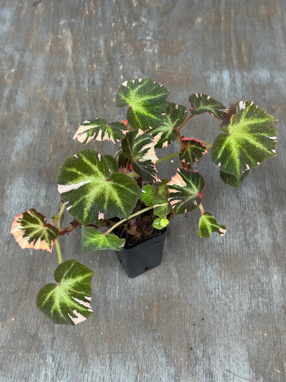 Begonia Soli Mutata Variegated