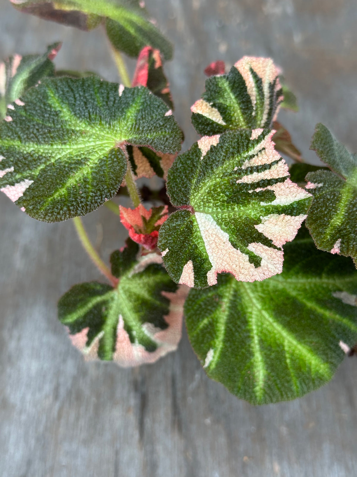 Begonia Soli Mutata Variegated
