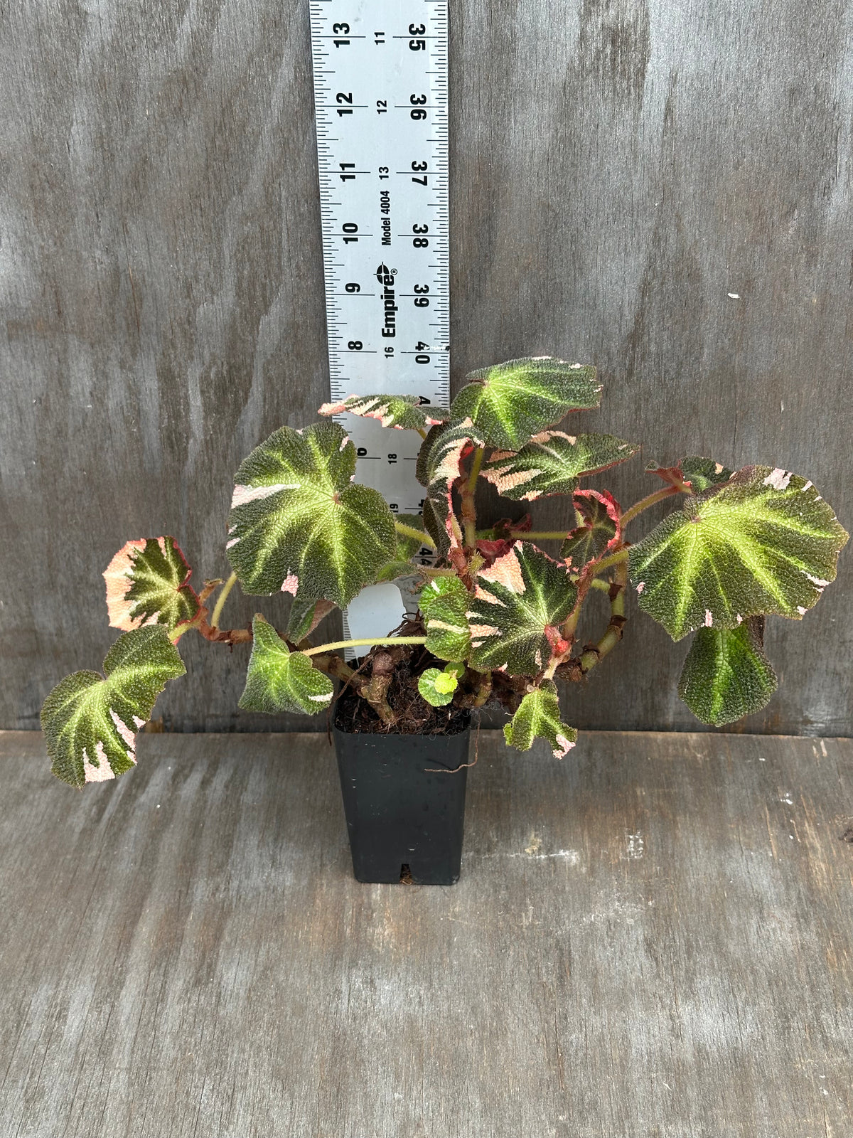 Begonia Soli Mutata Variegated