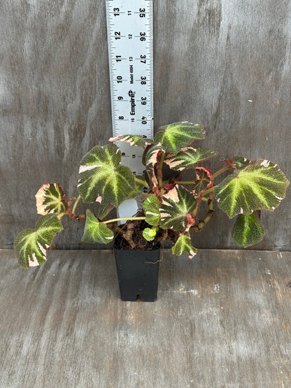 Begonia Soli Mutata Variegated