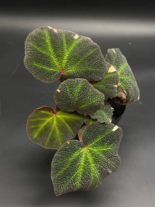 Begonia Solimutata Variegated in 4-inch pot, displaying heart-shaped, textured leaves with bright green veins, ideal for exotic plant enthusiasts.