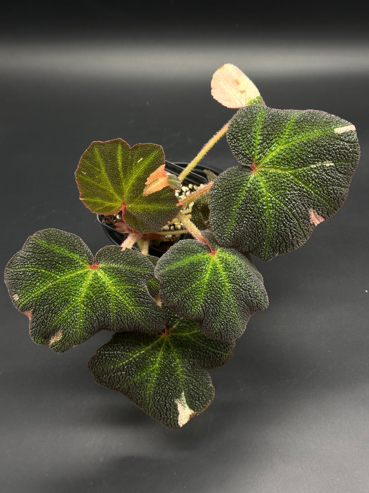 Begonia Solimutata Variegated in a 4-inch black nursery pot, showcasing dark green, textured leaves with starburst veins and subtle pinkish patches, ideal for exotic plant enthusiasts.